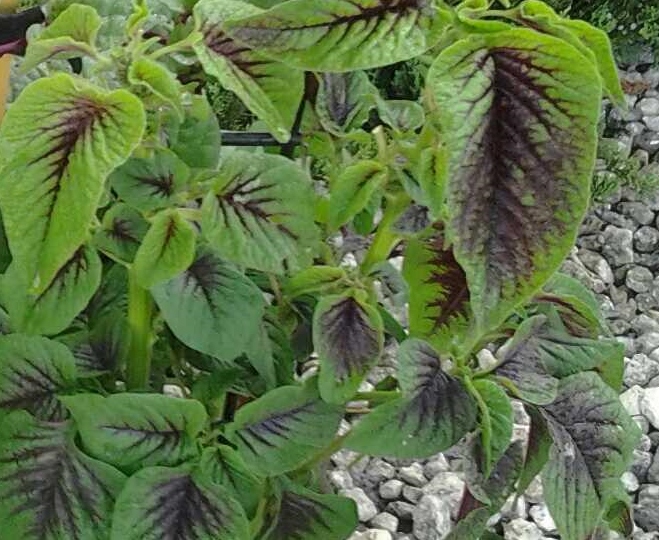 Nutritious Edible Landscape Plants For Sale Transformational Learning